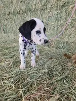 Purple , a female Dalmatian for sale in Eaton, CO – Photo 3 of 3