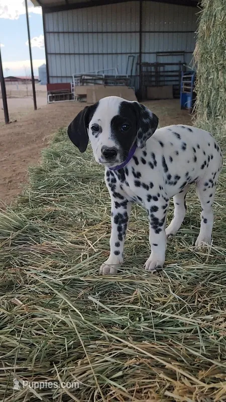 Purple  – Dalmatian puppy for sale in Eaton, CO