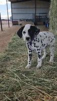 Purple , a female Dalmatian for sale in Eaton, CO – Photo 1 of 3