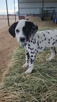 Purple , a female Dalmatian for sale in Eaton, CO – Photo 2 of 3