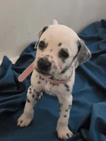 Dalmatian puppies available!, a female Dalmatian for sale in Eaton, CO – 7 of 7