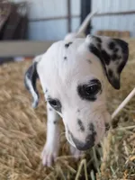 Purple , a female Dalmatian for sale in Eaton, CO – 4 of 4