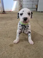 Dalmatian puppies available!, a female Dalmatian for sale in Eaton, CO – 5 of 7