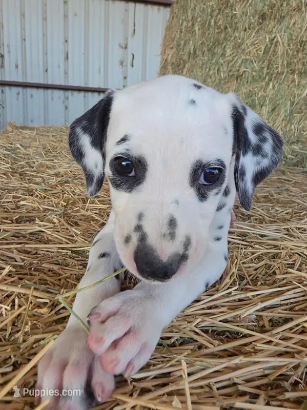 Purple  – Dalmatian puppy for sale in Eaton, CO