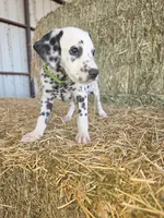 Green, a male Dalmatian for sale in Eaton, CO – 7 of 7