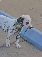 Green, a male Dalmatian for sale in Eaton, CO – 6 of 7