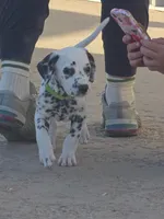 Green, a male Dalmatian for sale in Eaton, CO – 3 of 7