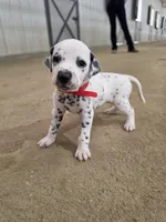 Red, a female Dalmatian for sale in Eaton, CO – 3 of 4