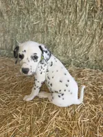 Green, a male Dalmatian for sale in Eaton, CO – 4 of 7
