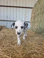 Purple , a female Dalmatian for sale in Eaton, CO – 2 of 4