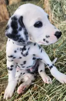 Grey, a male Dalmatian for sale in Eaton, CO – Photo 3 of 4
