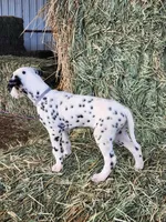 Grey, a male Dalmatian for sale in Eaton, CO – Photo 4 of 4