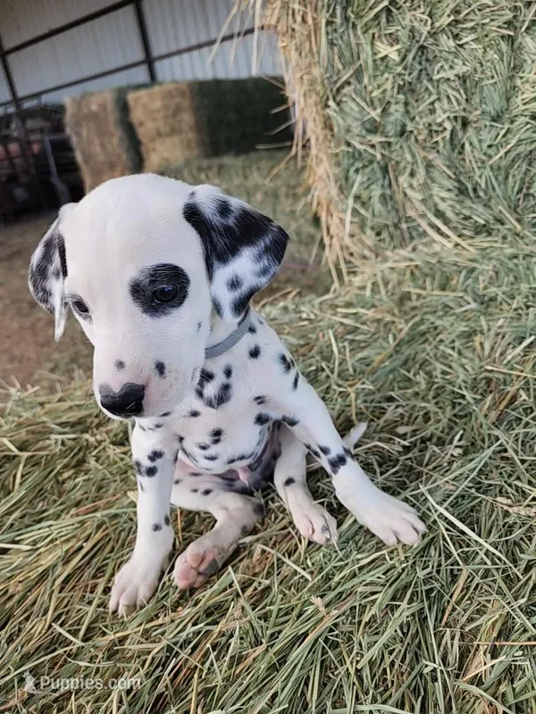 Grey – Dalmatian puppy for sale in Eaton, CO
