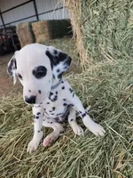 Grey, a male Dalmatian for sale in Eaton, CO – Photo 1 of 4