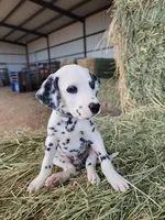 Grey, a male Dalmatian for sale in Eaton, CO – Photo 2 of 4
