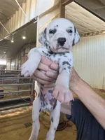 Dalmatian puppies available!, a female Dalmatian for sale in Eaton, CO – 3 of 7