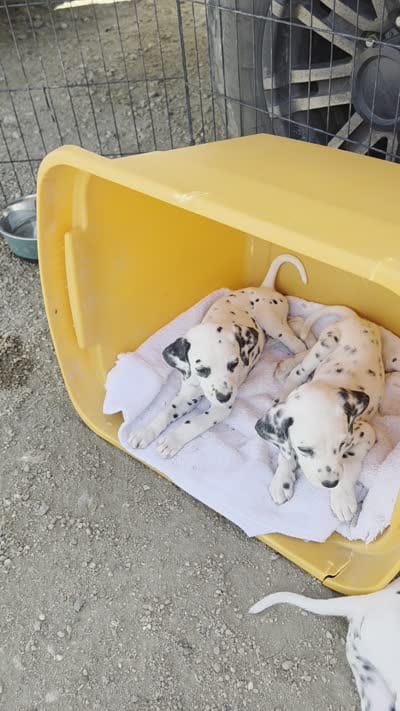 Dalmatian puppies available!, a female Dalmatian for sale in Eaton, CO – 4 of 7