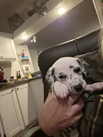 Dalmatian puppies available!, a female Dalmatian for sale in Eaton, CO – 6 of 7