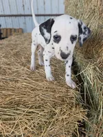 Purple , a female Dalmatian for sale in Eaton, CO – 3 of 4