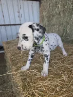 Green, a male Dalmatian for sale in Eaton, CO – 5 of 7