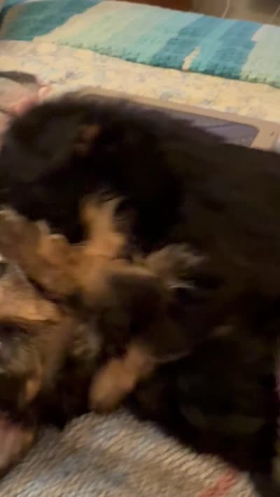 Sakura, a female Yorkipoo for sale in West Palm Beach, FL – 6 of 6