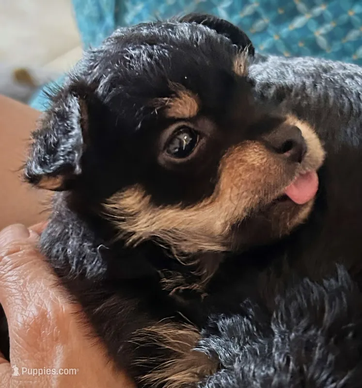 Sakura – Yorkipoo puppy for sale in West Palm Beach, FL