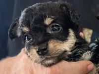 Sakura, a female Yorkipoo for sale in West Palm Beach, FL – 2 of 6