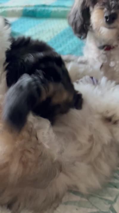 Sakura, a female Yorkipoo for sale in West Palm Beach, FL – 5 of 6