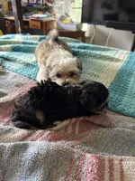 Sakura, a female Yorkipoo for sale in West Palm Beach, FL – 3 of 6