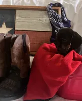 Toebiter - Orange Collar , a male Miniature Dachshund for sale in Waller, TX – 3 of 3