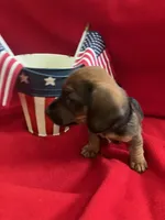 Flame - Black Collar, a male Miniature Dachshund for sale in Waller, TX – 4 of 4
