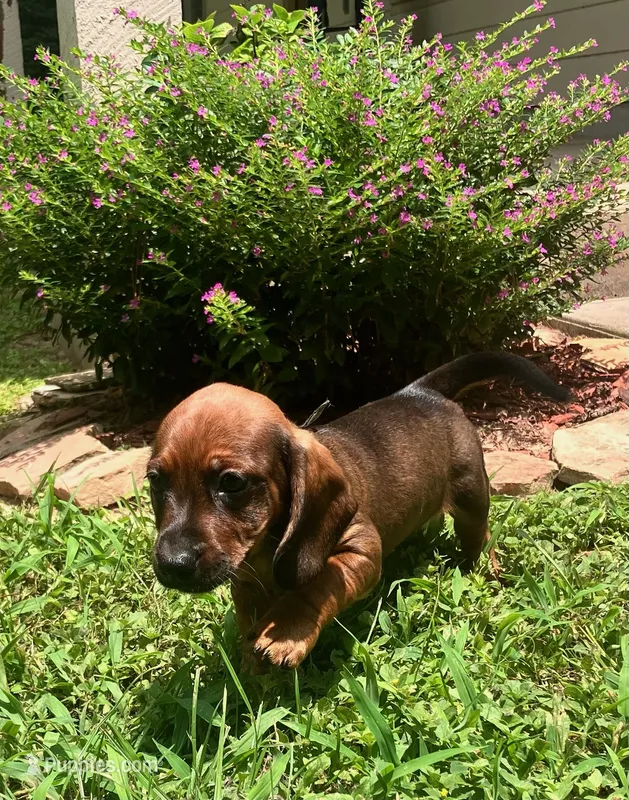 Flame - Black Collar – Miniature Dachshund puppy for sale in Waller, TX
