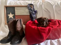 Brownie Jr. - Orange Collar, a male Miniature Dachshund for sale in Waller, TX – 3 of 3