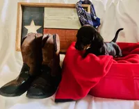 Toebiter - Orange Collar , a male Miniature Dachshund for sale in Waller, TX – 2 of 3
