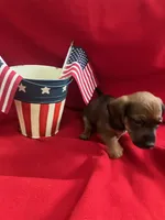 Flame - Black Collar, a male Miniature Dachshund for sale in Waller, TX – 3 of 4