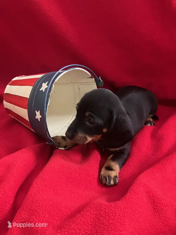 Bethany - White Collar  – Miniature Dachshund puppy for sale in Waller, TX