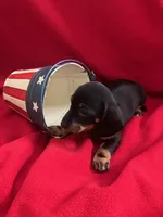 Bethany - White Collar , a female Miniature Dachshund for sale in Waller, TX – 1 of 2