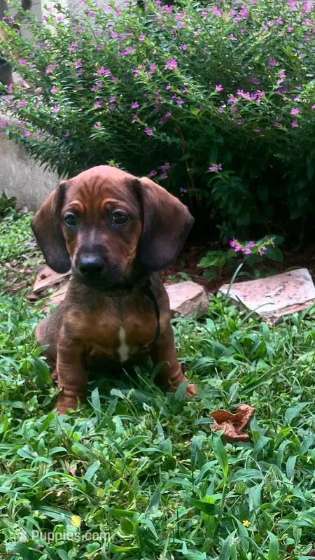 Flame - Black Collar – Miniature Dachshund puppy for sale in Waller, TX