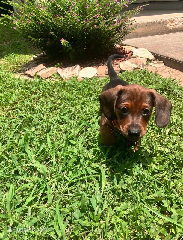 Brownie Jr. - Orange Collar – Miniature Dachshund puppy for sale in Waller, TX