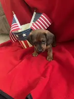 Brownie Jr. - Orange Collar, a male Miniature Dachshund for sale in Waller, TX – 2 of 3