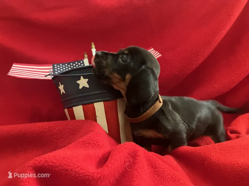 Toebiter - Orange Collar  – Miniature Dachshund puppy for sale in Waller, TX
