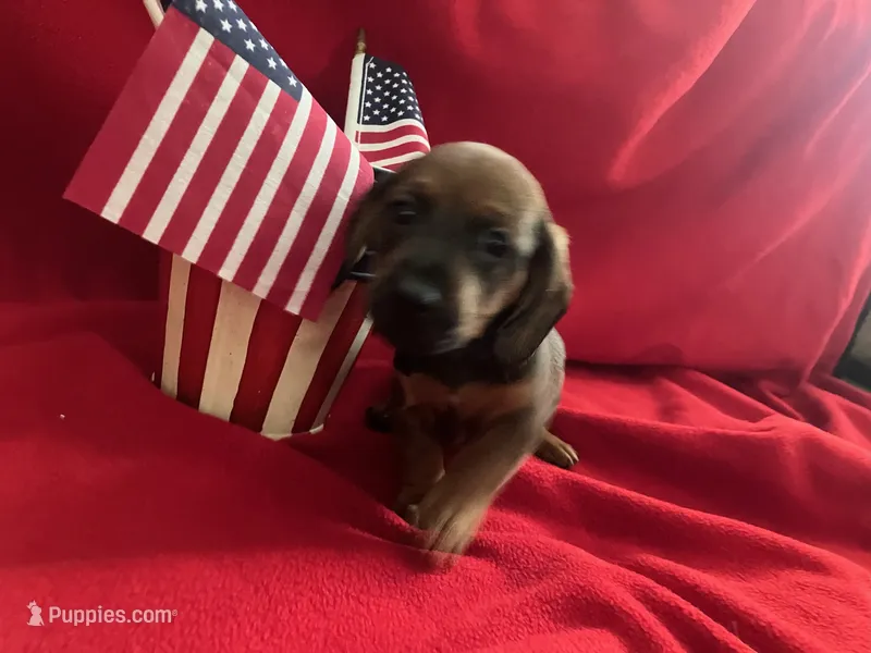 Flame - Black Collar – Miniature Dachshund puppy for sale in Waller, TX