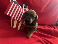 Flame - Black Collar, a male Miniature Dachshund for sale in Waller, TX – 1 of 4