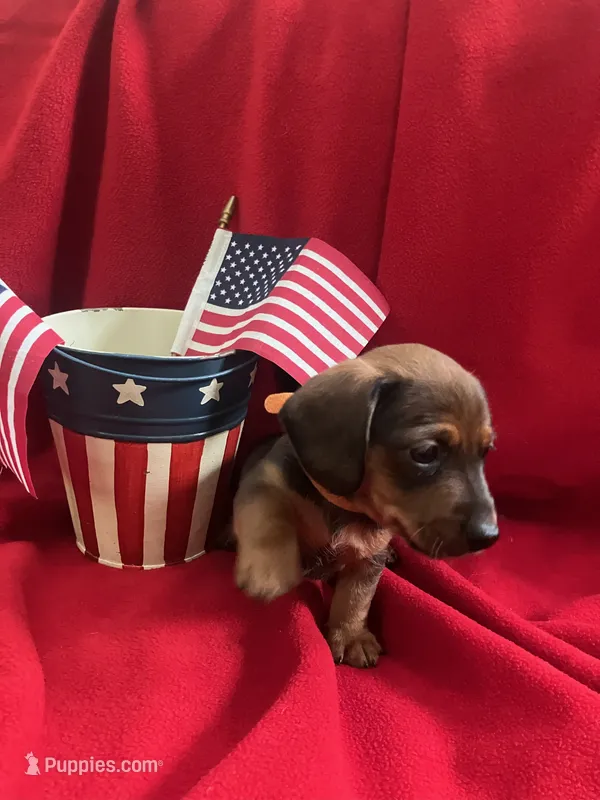 Brownie Jr. - Orange Collar – Miniature Dachshund puppy for sale in Waller, TX