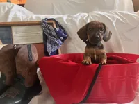 Flame - Black Collar, a male Miniature Dachshund for sale in Waller, TX – 2 of 4