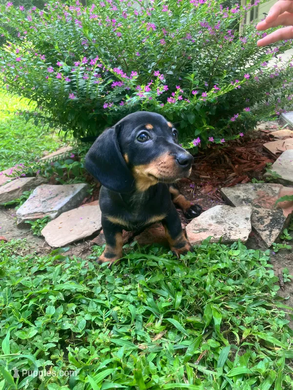 Bethany - White Collar  – Miniature Dachshund puppy for sale in Waller, TX