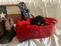Bethany - White Collar , a female Miniature Dachshund for sale in Waller, TX – 2 of 2