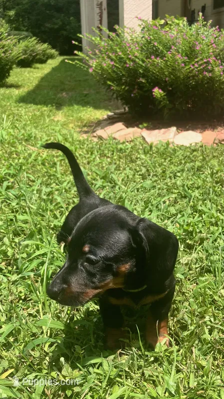 Prince - Gray Collar  – Miniature Dachshund puppy for sale in Waller, TX