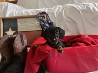 Prince - Gray Collar , a male Miniature Dachshund for sale in Waller, TX – 2 of 2