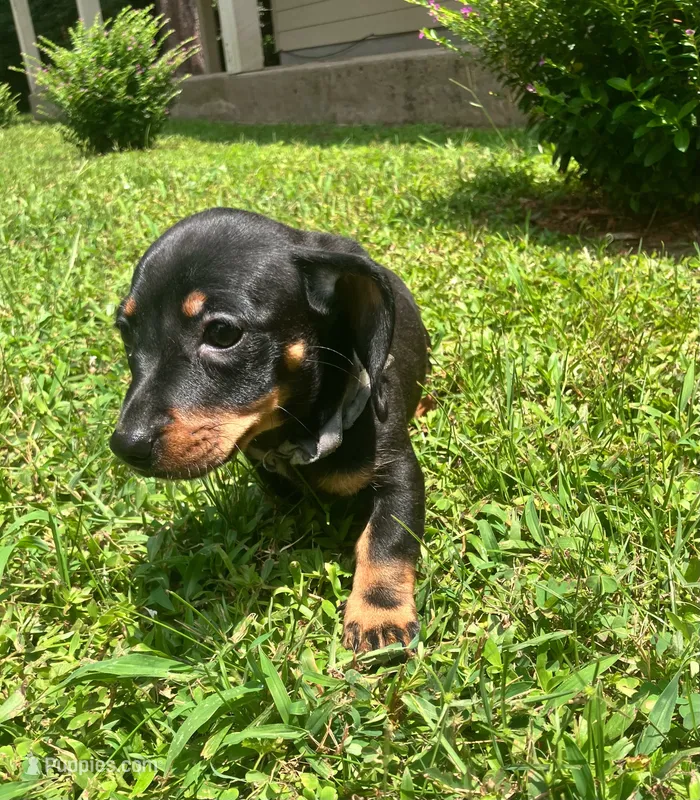 Bethany - White Collar  – Miniature Dachshund puppy for sale in Waller, TX